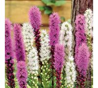 Bloomique - Mélange de 40 - Liatris - Lampoon Cleaner - Violet, Blanc - Bulbes à fleurs - Vivace - Floraison estivale - Résistant à l'hiver - Pousse jusqu'à 60-75 cm