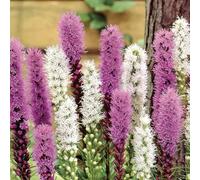 Bloomique - Mélange de 40 - Liatris - Lampoon Cleaner - Violet, Blanc - Bulbes à fleurs - Vivace - Floraison estivale - Résistant à l'hiver - Pousse jusqu'à 60-75 cm