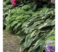 Bloomique - Mélange de 5 - Hosta - Hartelie - Shady Border Mix - Tubercules - Plantes de jardin - Vivaces - Rustique - Vivace - Pousse jusqu'à 40 cm