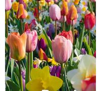 Bloomique - Mélange de 50 - Beauty Mix - Mélange de 6 variétés - Bulbes à fleurs - Floraison printanière - Plantes vivaces - Pousse de 5 à 55 cm