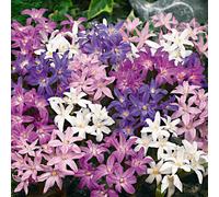 Bloomique - Mélange de 50 - Chionodoxa Forbesii - Grande Fleur des Neiges - Bleu, Blanc, Violet - Bulbes à Fleurs - Floraison Printemps - Plantes Vivaces - Pousse jusqu'à 10-15 cm