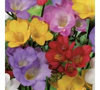 Bloomique - Mélange de 50 - Freesia Mix - Mélange de couleurs - Bulbes à fleurs - Vivaces - Floraison d'été - Pousse jusqu'à 30-45 cm