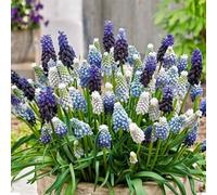 Bloomique - Mélange de 50 - Mélange Muscari - Jacinthe de raisin - Raisins bleus - Blanc, Bleu - Bulbes à fleurs - Floraison printanière - Plantes vivaces - Pousse jusqu'à 10-15 cm