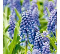 Bloomique - Mélange de 50 - Muscari Armeniacum - Jacinthe de raisin - Raisins bleus - Bulbes à fleurs - Floraison printanière - Plantes vivaces - Pousse jusqu'à 10-15 cm