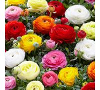 Bloomique - Mélange de 50 - Renoncule - Renoncule - Bouton d'Or - Mélange de Couleurs - Bulbes à Fleurs - Floraison Printemps - Plantes Vivaces - Pousse jusqu'à 30-40 cm