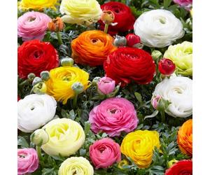 Bloomique - Mélange de 50 - Renoncule - Renoncule - Bouton d'Or - Mélange de Couleurs - Bulbes à Fleurs - Floraison Printemps - Plantes Vivaces - Pousse jusqu'à 30-40 cm