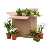 Bloomique - Mélange de 6 - Boîte Deuxième Chance - Boîte Surprises Durable - Plantes d'intérieur - Hauteur 20-40 cm - Pot 12 cm