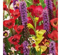 Bloomique - Mélange de 75 - Mélange papillons et abeilles - Liatris, Sparaxis, Allium, Crocosmia, Tigridia - Bulbes à fleurs - Floraison estivale - Résistant à l'hiver - Pousse jusqu'à 25-125 cm