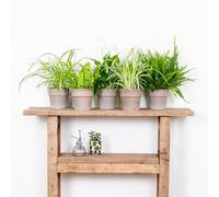 Bloomique - Mélange Dépolluant x5 - Dracaena, Dypsis, Chamaedorea, Chlorophytum, Asplenium - 20-40 cm de Haut - Pot 12 cm