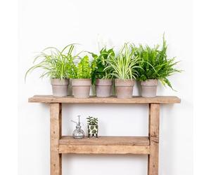 Bloomique - Mélange Dépolluant x5 - Dracaena, Dypsis, Chamaedorea, Chlorophytum, Asplenium - Hauteur 20-40 cm - Pot 12 cm