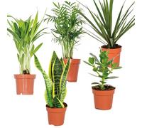 Bloomique - Mélange Facile à Entretenir x5 - Chamaedorea, Sansevieria, Clusia, Dypsis, Dracaena - Hauteur 20-40 cm - Pot 12 cm