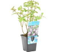 Bloomique - Mentha Aquatica - Menthe aquatique - Plantes de bassin - Plantes aquatiques - Résistante au gel - 10-20 cm de haut - Pot 9 cm