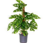 Bloomique - Monstera Adansonii avec tuteur - Plante 'Monkey Leaf' - Dépolluante - Facile à entretenir - 70-80 cm de Haut - Pot 17 cm