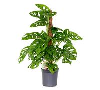 Bloomique - Monstera Adansonii avec tuteur - Plante 'Monkey Leaf' - Dépolluante - Facile à entretenir - Hauteur 70-80 cm - Pot 17 cm