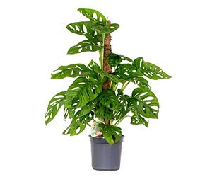 Bloomique - Monstera Adansonii avec tuteur - Plante 'Monkey Leaf' - Dépolluante - Facile à entretenir - Hauteur 70-80 cm - Pot 17 cm
