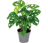 Bloomique - Monstera Adansonii - Monkey Leaf - Plante grimpante - Dépolluante - 20-30 cm de Haut - Pot 12 cm