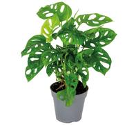 Bloomique - Monstera Adansonii - Monkey Leaf - Plante grimpante - Dépolluante - 20-30 cm de Haut - Pot 12 cm
