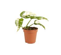 Bloomique - Monstera Adansonii Variegata - Masque de singe - Plantes d'intérieur rares - Convient comme plante grimpante - Purificateur d'air - Hauteur 20-25 cm - Pot 12 cm