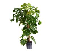 Bloomique - Monstera Deliciosa - Avec tige de mousse - Plante à fromage suisse - Plante d'intérieur XXL - Purificateur d'air - Facile d'entretien - 120-140 cm de haut - Pot 24 cm