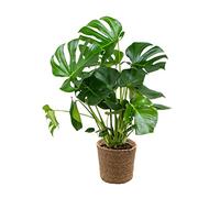Bloomique - Monstera Deliciosa - Monstera - Plante d’intérieur - Dépolluante - Facile à entretenir - Hauteur 70-80 cm - Panier en jonc de mer 21 cm