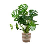 Bloomique - Monstera Deliciosa - Plante à trous - Plante d’intérieur - Dépolluante - Facile à entretenir - 70-80 cm de haut - Panier en jute 21 cm