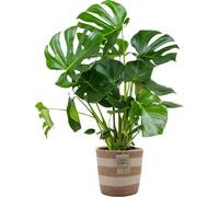 Bloomique - Monstera Deliciosa - Plante à trous - Plante d’intérieur - Dépolluante - Facile à entretenir - 70-80 cm de haut - Panier en jute 21 cm