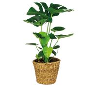 Bloomique - Monstera deliciosa - Plante à trous - Plante d’intérieur - Dépolluante - Facile d’entretien - 70-80 cm de Haut - Panier en rotin 21 cm