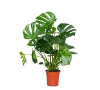 Bloomique - Monstera Deliciosa - Plante à trous - Plantes d’intérieur - Dépolluante - Entretien facile - Hauteur 70-80 cm - Pot 21 cm