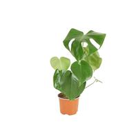 Bloomique - Monstera Deliciosa - Plante-gruyère- Plante d'intérieur - Facile d'entretien - Purificatrice d'air - Hauteur 30-40 cm - Pot 12 cm