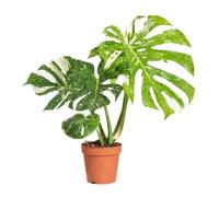 Bloomique - Monstera Deliciosa Thai Constellation - Plante à fleurs panachées - Plante d'intérieur - Convient également comme plante grimpante - Facile d'entretien - Hauteur 25-30 cm - Pot 12 cm