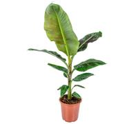 Bloomique - Musa Dwarf Cavendish - Bananier d’intérieur - Plante d’intérieur - Dépolluante - Sans danger pour les animaux - Hauteur 80-100 cm - Pot 21 cm