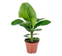 Bloomique - Musa Dwarf Cavendish - Bananier d’intérieur - Plante d’intérieur - Dépolluante - Sans danger pour les animaux - Hauteur 60-70 cm - Pot 17 cm