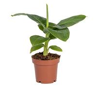 Bloomique - Musa Dwarf Cavendish - Bananier nain - Plante d’intérieur - Dépolluante - Sans danger pour les animaux - 20-30 cm de haut - Pot 12 cm