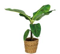 Bloomique - Musa Dwarf Cavendish - Bananier - Plante d’intérieur - Dépolluante - Sans danger pour les animaux - Hauteur 80-100 cm - Panier en jonc de mer 21 cm