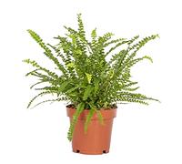 Bloomique - Nephrolepis Duffi - Fougère frisée - Plante d’intérieur - Dépolluante - Sans danger pour les animaux - 20-30 cm de haut - Pot 12 cm
