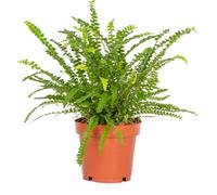 Bloomique - Nephrolepis Duffi - Fougère frisée - Plante d’intérieur - Dépolluante - Sans danger pour les animaux - 20-30 cm de haut - Pot 12 cm