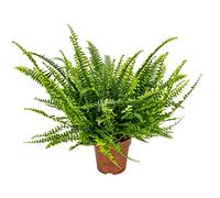 Bloomique - Nephrolepis Green Lady - Fougère de Boston - Plante d’intérieur - Dépolluante - Pet Friendly - 20-30 cm de Haut - Pot 12 cm