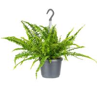 Bloomique - Nephrolepis Green Lady - Fougère de Boston - Plantes suspendues - Plantes d’intérieur - Dépolluante - Sans danger pour les animaux - Hauteur 30-40 cm - Pot suspendu 17 cm