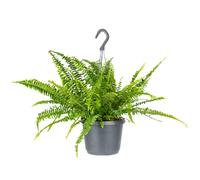 Bloomique - Nephrolepis Green Lady - Fougère de Boston - Plantes suspendues - Plantes d’intérieur - Dépolluante - Sans danger pour les animaux - Hauteur 30-40 cm - Pot suspendu 17 cm