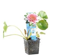 Bloomique - Nymphaea Attraction - Nénuphar - Rouge - Plantes de bassin - Plantes aquatiques - Rustique - Hauteur 10-20 cm - Pot 11 cm