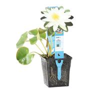 Bloomique - Nymphaea Marliacea Albida - Nénuphar - Blanc - Plantes de bassin - Plantes aquatiques - Rustique - Hauteur 10-20 cm - Pot 11 cm