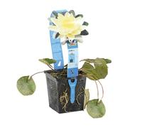 Bloomique - Nymphaea Marliacea Chromat - Nénuphar - Jaune - Plantes de bassin - Plantes aquatiques - Rustique - Hauteur 10-20 cm - Pot 11 cm