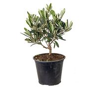 Bloomique - Olea Europaea - Olivier - Arbuste d’olivier - Plantes de jardin - Rustique - Hauteur 30-40 cm - Pot 14 cm