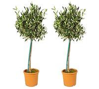 Bloomique - Olea Europaea - Olivier sur tige - Plantes de jardin - Résistant au gel - 80-100 cm de haut - Pot 19 cm