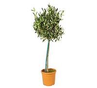 Bloomique - Olea Europaea - Olivier sur tige - Plantes de jardin - Résistant au gel - 80-100 cm de haut - Pot 19 cm