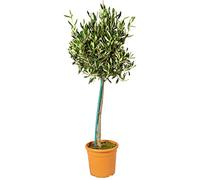 Bloomique - Olea Europaea - Olivier sur tige - Plantes de jardin - Résistant au gel - Engrais inclus - 80-100 cm de haut - Pot 19 cm