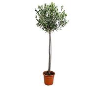Bloomique - Olea Europaea - Olivier sur tige - Plantes de jardin - Rustique - Hauteur 100-120 cm - Pot 21 cm