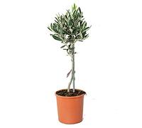 Bloomique - Olea Europaea - Olivier sur tige - Plantes de jardin - Rustique - Hauteur 30-40 cm - Pot 14 cm