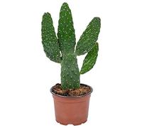 Bloomique - Opuntia Rubescens - Cactus raquette - Cactus d’intérieur - Hauteur 20-30 cm - Pot 12 cm