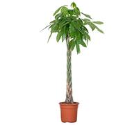 Bloomique - Pachira Aquatica - Arbre à argent - Cacao d’eau - Plante d’intérieur - Dépolluante - Facile à entretenir - 120-140 cm de haut - Pot 27 cm
